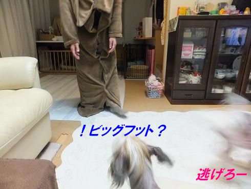 着る毛布を着た男ＶＳパール_f0179203_922645.jpg