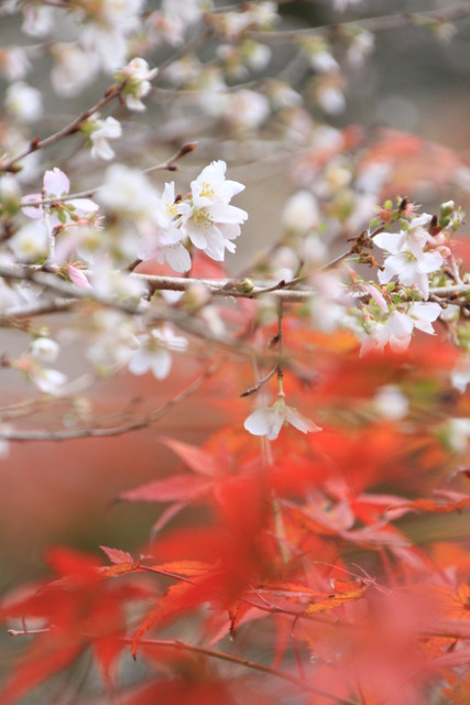 「四季桜」＠小原_f0207313_1154642.jpg