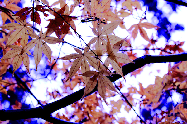 a0237920_20314049.jpg