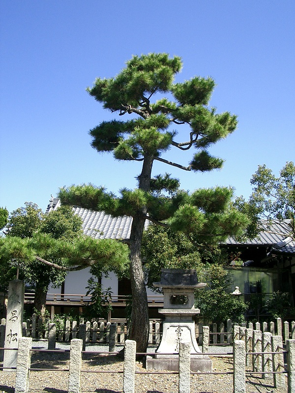 本法寺（京都府京都市上京区）_c0219820_18152647.jpg