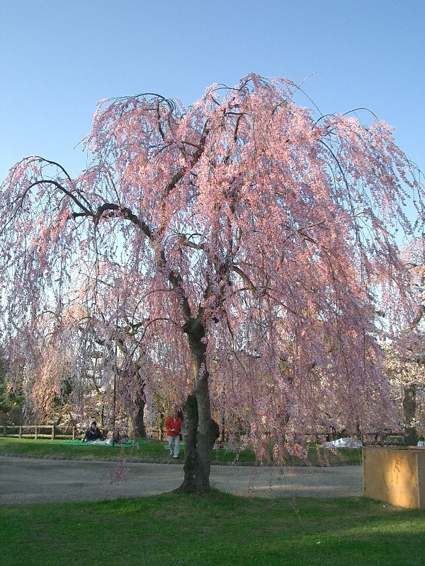 弘前城（青森県弘前市）_c0219820_21484084.jpg