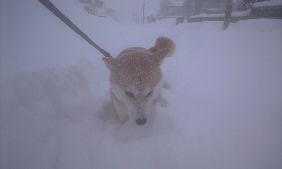 大雪もいったん終了_e0227023_11913.jpg