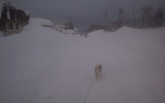 大雪もいったん終了_e0227023_14495.jpg