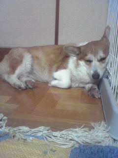 c0086026_84232.jpg