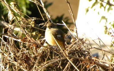 雌のジョウビタキ Daurian Redstart_f0206939_2252660.jpg