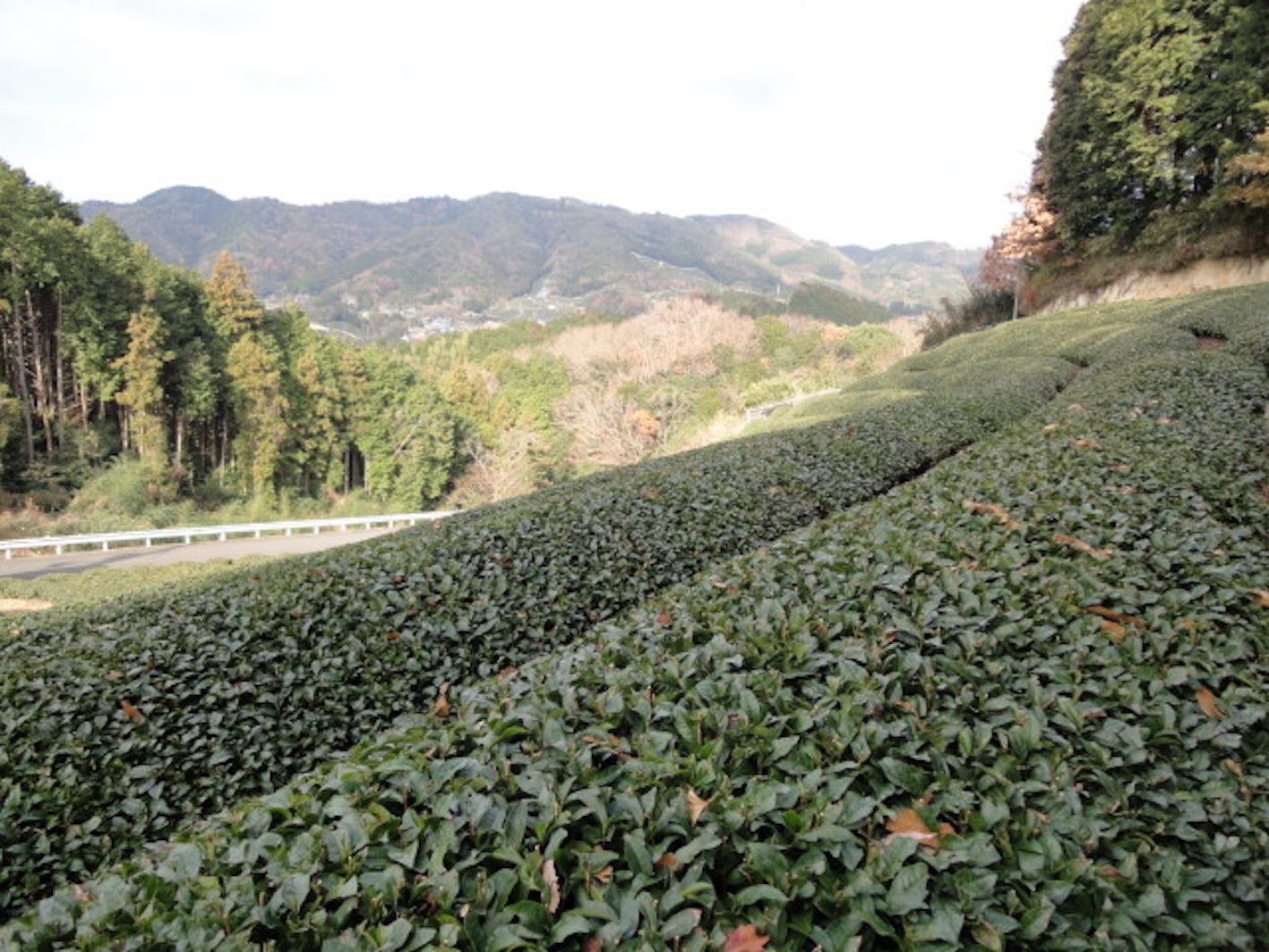 ３月「世界茶産地サミット＠京都和束＋奈良」２０１２年は、お茶をテーマに世界中の人と遊びましょう♪_b0185641_947429.jpg