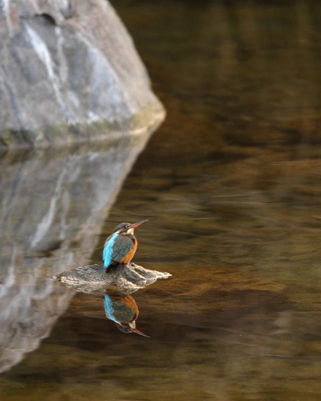 渓流のカワセミ_a0237945_19585151.jpg