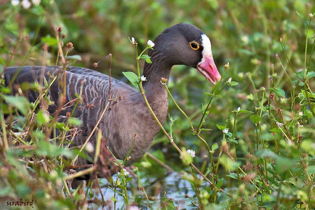 カリガネ（★追記型　雁金、全長約58㎝）2011年分_d0238245_974412.jpg