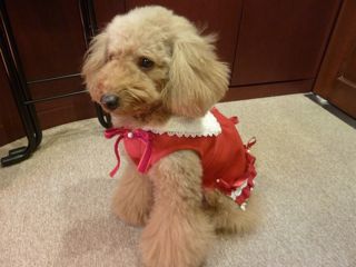 2011.12.29 年の瀬_a0083571_22461385.jpg