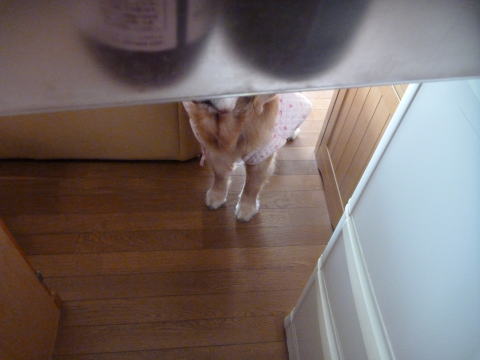 e0161972_10515338.jpg