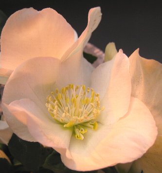 a0160373_733023.jpg
