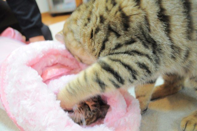 チャンス到来!_a0126590_6444410.jpg