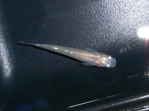 e0192991_23381330.jpg