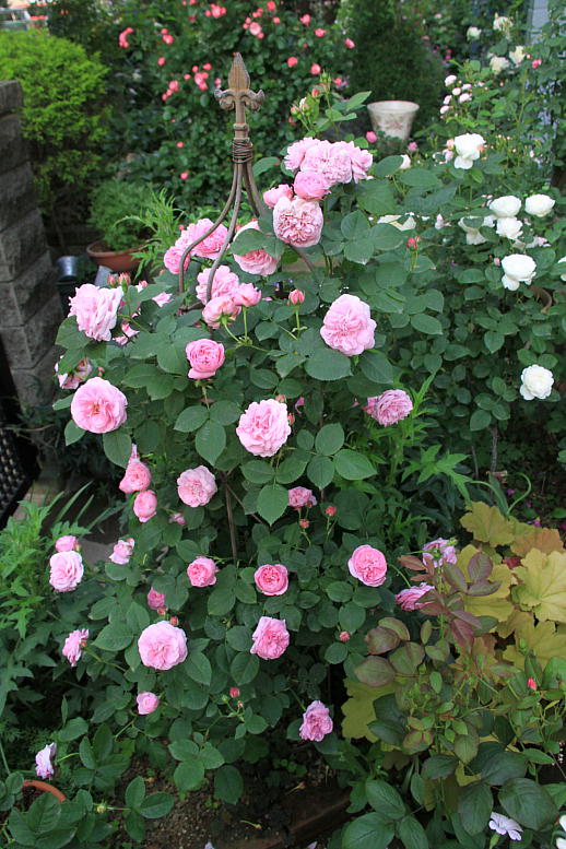 Ｒｏｓｅ ｏｆ Ｔｈｅ Ｙａｅｒ　２０１１_d0166303_23242520.jpg