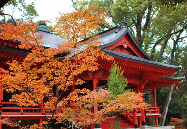 11紅葉 大覚寺 京都暮らし 転勤族の妻と犬 11紅葉 大覚寺 京都暮らし 転勤族の妻と犬
