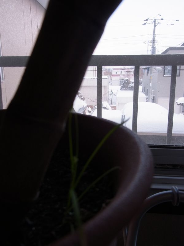 真冬の室内で鉢植えに生えた雑草_c0025115_22352046.jpg