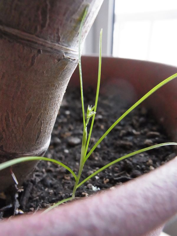 真冬の室内で鉢植えに生えた雑草_c0025115_22353988.jpg