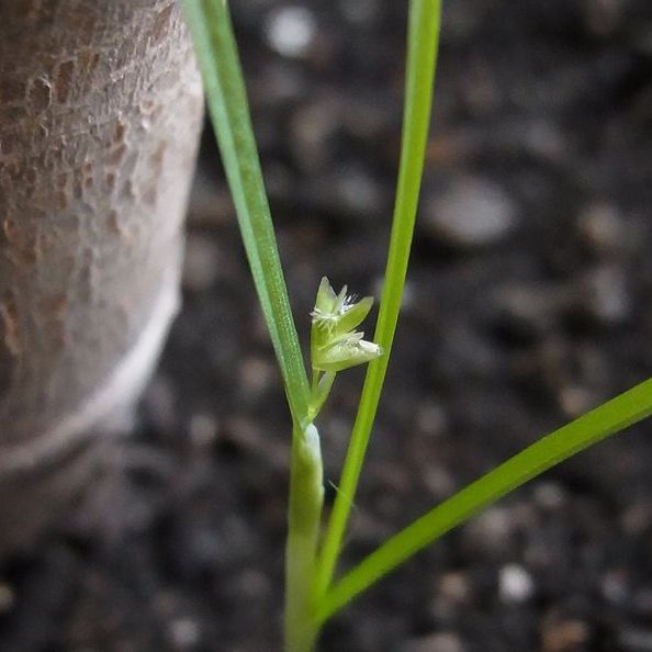 真冬の室内で鉢植えに生えた雑草_c0025115_2391042.jpg