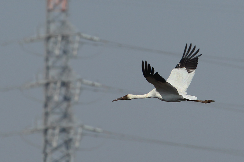 ソデグロヅル幼鳥_f0178716_20331751.jpg