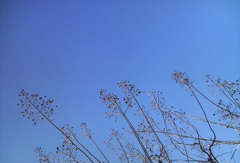 a0188926_1481865.jpg