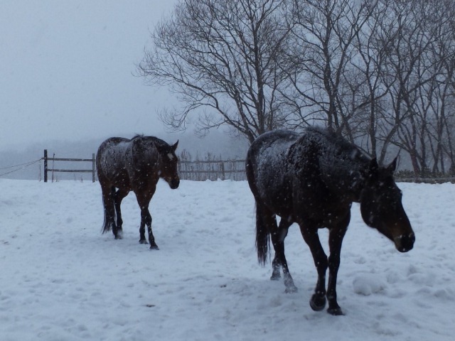 結構な量の雪_e0145441_6573733.jpg
