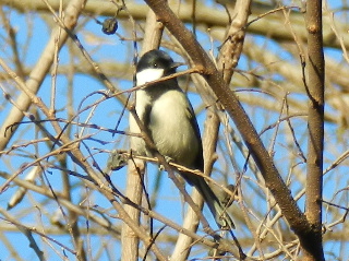 e0172950_20183957.jpg