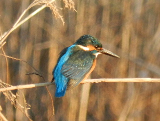 e0172950_20193313.jpg