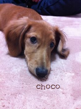 choco_c0128652_1444089.jpg