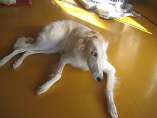 身勝手な飼い主に捨てられた ル イ Never Trust A Smiling Dog
