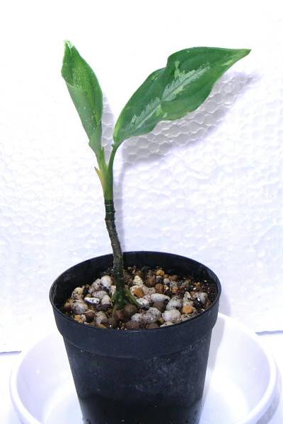 アグラオネマ ピクタム トリカラー : aqu@raceae アグラオネマ ピクタム トリカラー : aqu@raceae