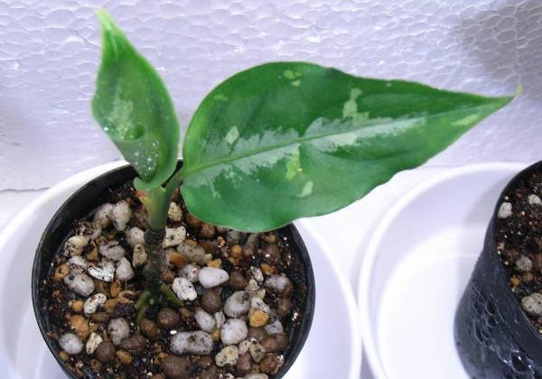 アグラオネマ ピクタム トリカラー : aqu@raceae アグラオネマ ピクタム トリカラー : aqu@raceae