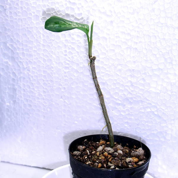 アグラオネマ ピクタム トリカラー : aqu@raceae アグラオネマ ピクタム トリカラー : aqu@raceae
