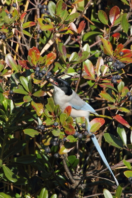 ★今年最後の葛西臨海公園・海浜公園全域調査の結果_e0046474_2351265.jpg