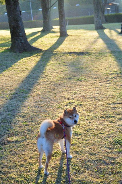 いってらっしゃい_a0126590_9122299.jpg