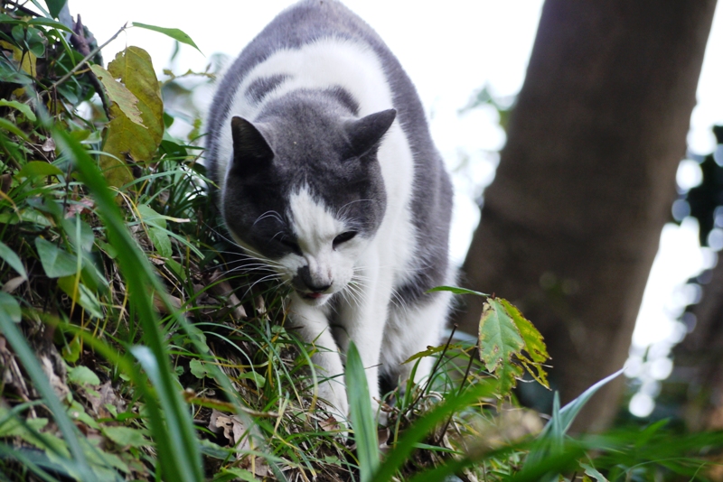 江の島の猫たち_a0127090_23571941.jpg