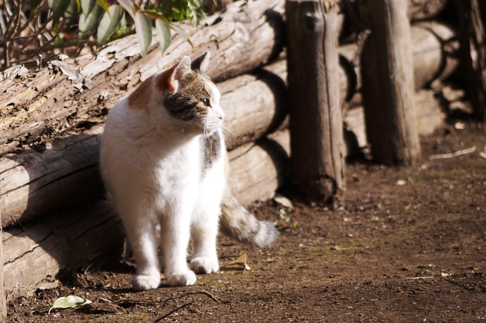 江の島の猫たち_a0127090_23591776.jpg