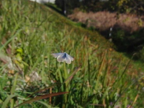 a0117305_2212749.jpg