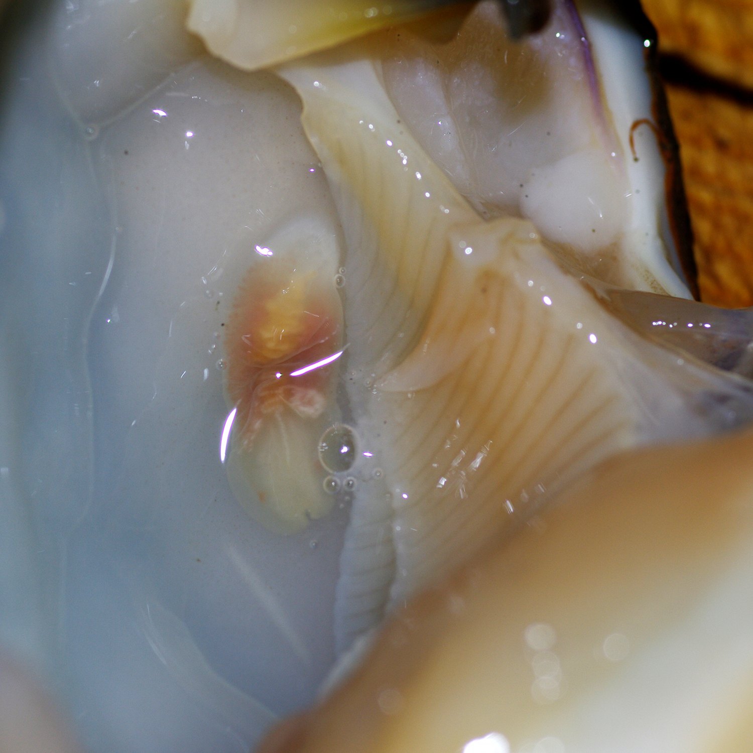 一年の締めくくりに寄生虫をw 日常から正方形に切り抜く 一年の締めくくりに寄生虫をw 日常から正方形に切り抜く