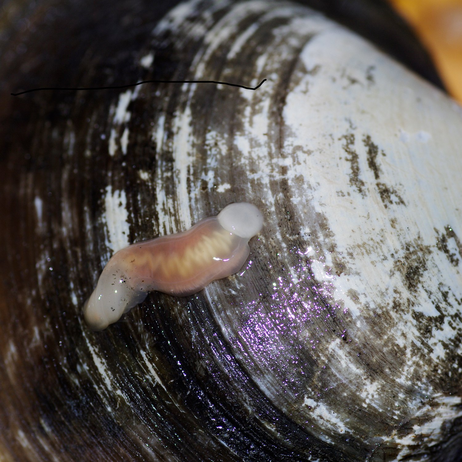 一年の締めくくりに寄生虫をw 日常から正方形に切り抜く 一年の締めくくりに寄生虫をw 日常から正方形に切り抜く