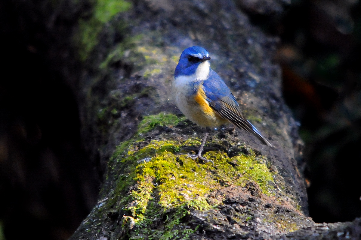 幸せを呼ぶ鳥　ルリビタキ_a0189912_0213394.jpg