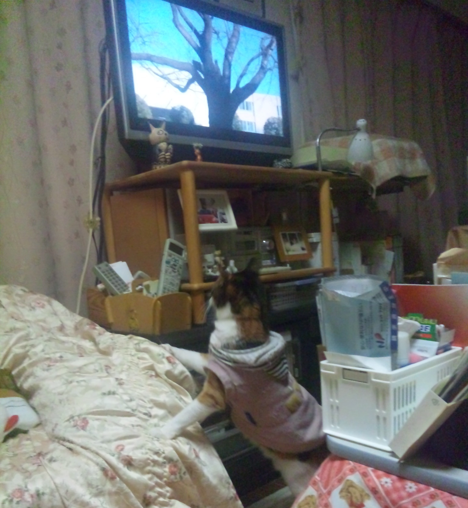 『のら暦＊ねこ休みネコ遊ビ＊』DVDに立ち上がって見入る猫の写真from中島さん_f0006713_0182695.jpg