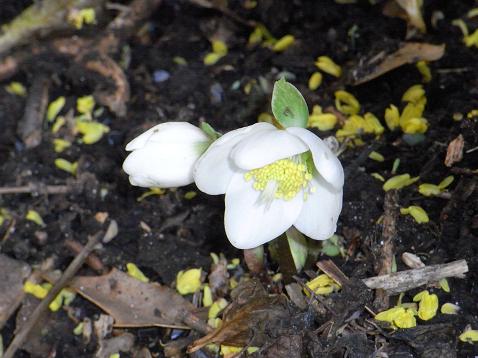 激動の年の終わりに咲く花は_a0208116_20245581.jpg