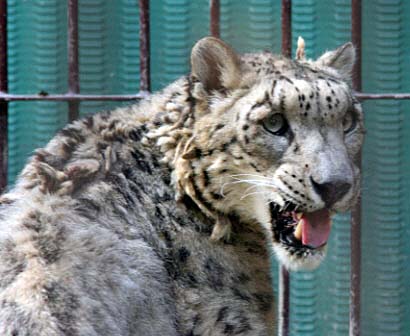 夜の動物園（１）_f0224624_1012025.jpg