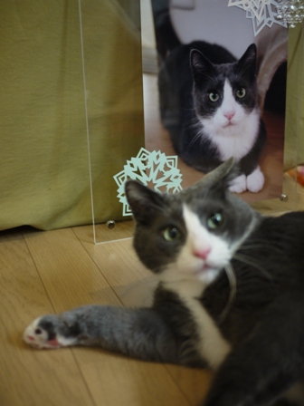 猫のお友だち カン太くん編。_a0143140_21384445.jpg