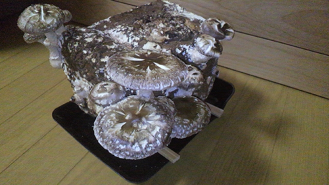 b0189644_1783282.jpg