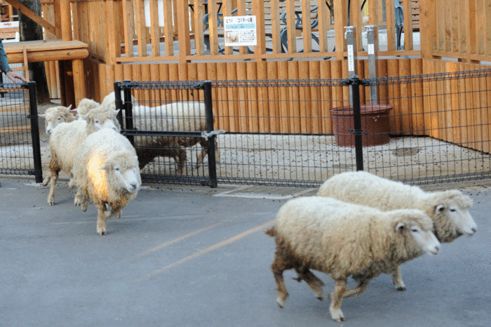 今年最後の動物園_b0023856_7255713.gif