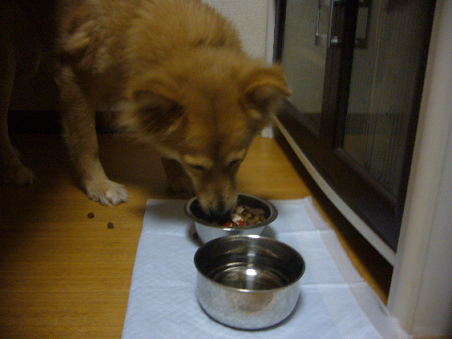 f0087256_1739130.png