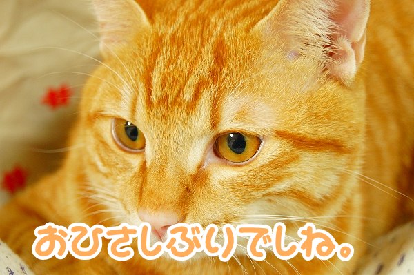 大晦日になりました。_a0201967_22152076.jpg
