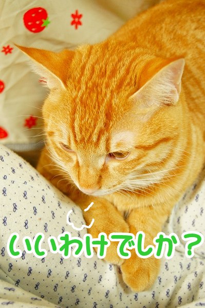 大晦日になりました。_a0201967_22152547.jpg