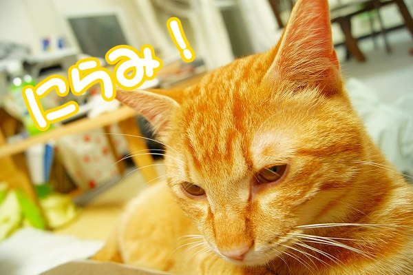 大晦日になりました。_a0201967_22154735.jpg